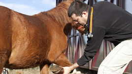 Trimming the donkey hoof.