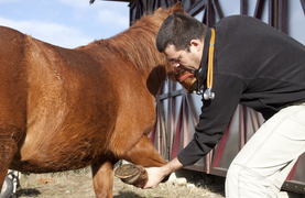 Veterinarian flexing horse's leg for lameness.