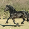 Black horse trotting around paddock for lameness observation.