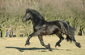 Horse trotting out during lameness check.