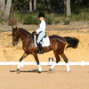 Standardbred horse in fine form.