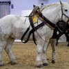 A white Percheron draft horse - A breed prone to roaring.