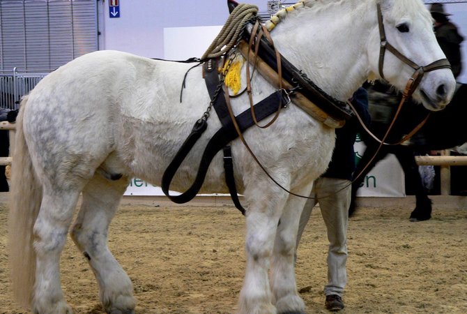 A white Percheron draft horse - A breed prone to roaring.