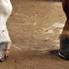 Horse's hooves as a cause of lameness