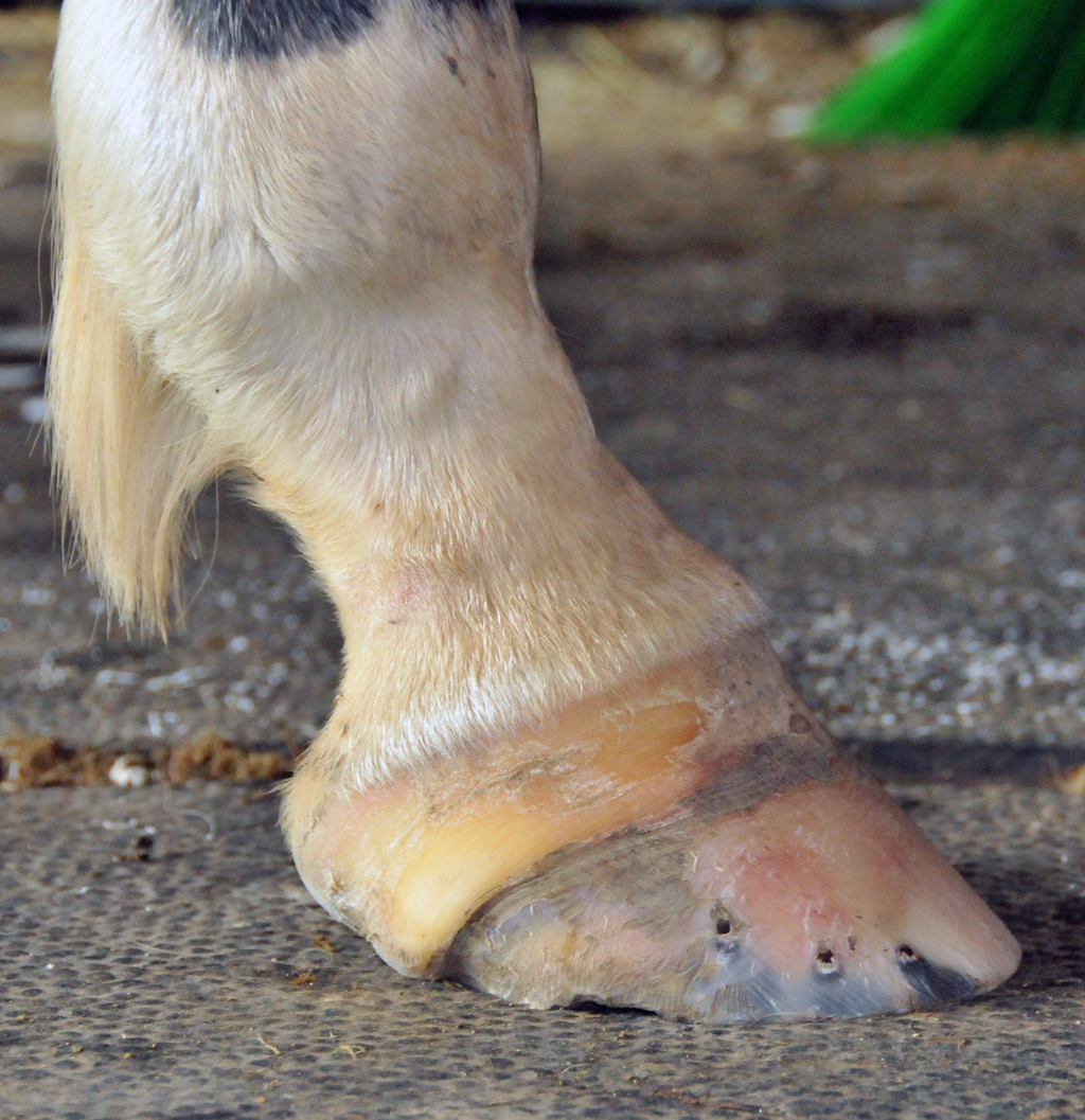 Fox Run Equine Center - Foot Problems in Horses Brian S. Burks, DVM,  Diplomate ABVP Board-Certified in Equine Practice Abscesses These  infections of a soft portion of the hoof often start as