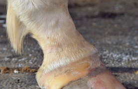 Cracked hoof with holes and problems in coronary band.