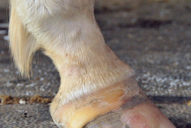 Cracked hoof with holes and problems in coronary band.