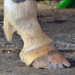Cracked hoof with holes and problems in coronary band.