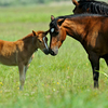 A healthy mare and foal in a pasture.