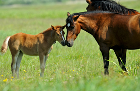 A healthy mare and foal in a pasture.