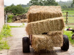 Making decisions about the best hay for your horse.