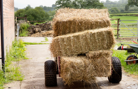 Making decisions about the best hay for your horse.