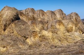 Allergens in dust and mold in deteriorating hay - A cause of horse respiratory disease.
