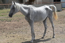 Starving white horse rescued from bare paddock.