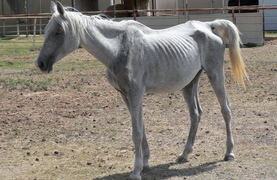 Malnourished white horse needing special nutritional care.