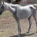 Malnourished white horse needing special nutritional care.