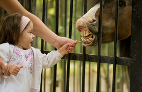 A look at a horse's teeth as he reaches for a treat.