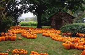Pumpkins - Rich source of magnesium for horses.