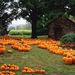 Pumpkins - Rich source of magnesium for horses.