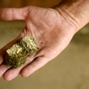 GMO's in horse feed pellets?