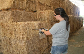 Using a hay probe to get a sample of hay.