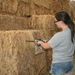 Using a hay probe to get samples of hay for analysis.