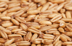 Whole grain oats for horses - As good as they look.