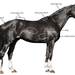 Diagram of horse used for body scoring.