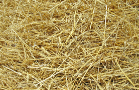 Straw - Safe as free-choice feed for insulin resistant horse?