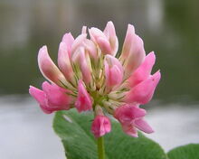 Toxic plant - Alsike clover cause of severe dermatitis due to photosensitization.