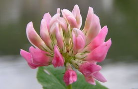 Alsike clover - Toxic for horses in pasture or hay.