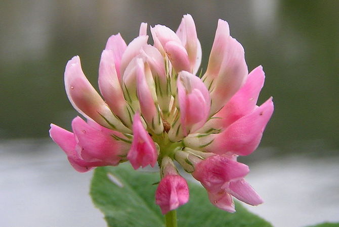 Alsike clover - Toxic for horses in pasture or hay.