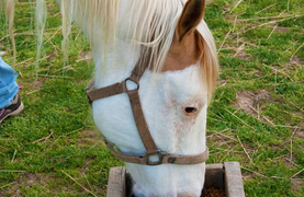 Horse eating from a small ground feeder.