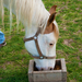 Horse eating from a small ground feeder.
