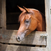 Horse in stall on a warm summer day.