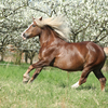 A pregnant mare exercising in pasture