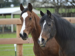 Two unwanted horses rescued by U.S. Humane Society