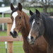 Two unwanted horses rescued by U.S. Humane Society