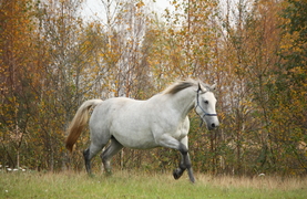 Pregnant mare in pasture