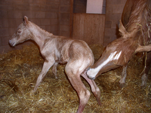 Mare licking and cleaning newly-born foal.