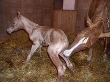 Mare cleaning new-born foal.