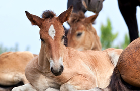 Caring for and getting to know your new foal.
