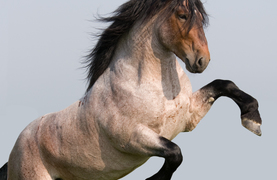 Rearing stallion with a mind of his own.