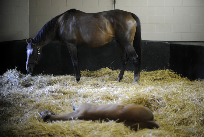 A Thoroughbred mare with her resting foal on a bed of straw in their stall.