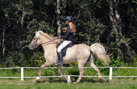 Icelandic Horse - Know your horse breeds and resources.