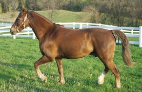 A Morgan gelding.