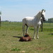 New brown foal in pasture with white mare.