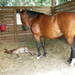 Mare and new foal in stall looking out at someone approaching.