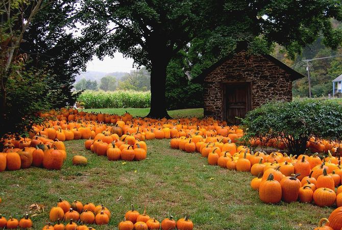 Pumpkins ready for Halloween