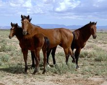 Wild mustangs on open land.